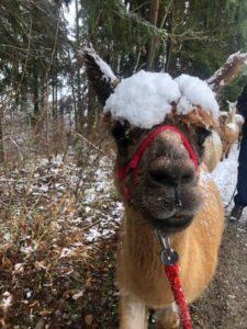 Wanderungen Gruppen3d807228-5364-453c-ae25-0d068a034e7a