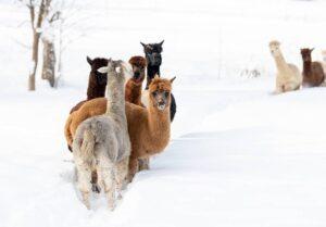 Wanderungen Gruppen4e23db66-9c20-405b-b0e4-cc7edf81d8db (1)