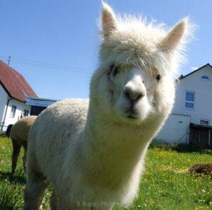 Wanderungen Gruppenpsx_20210601_192741